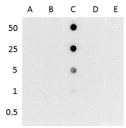 Anti-5-Hydroxymethylcytosine / 5-hmC antibody [GT513] used in Dot blot (Dot). GTX629701